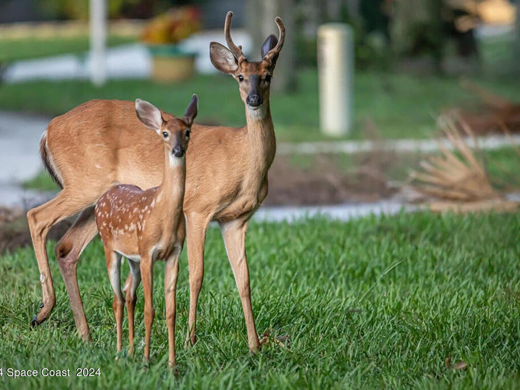 828 E Plantation Drive, Titusville, FL 32780