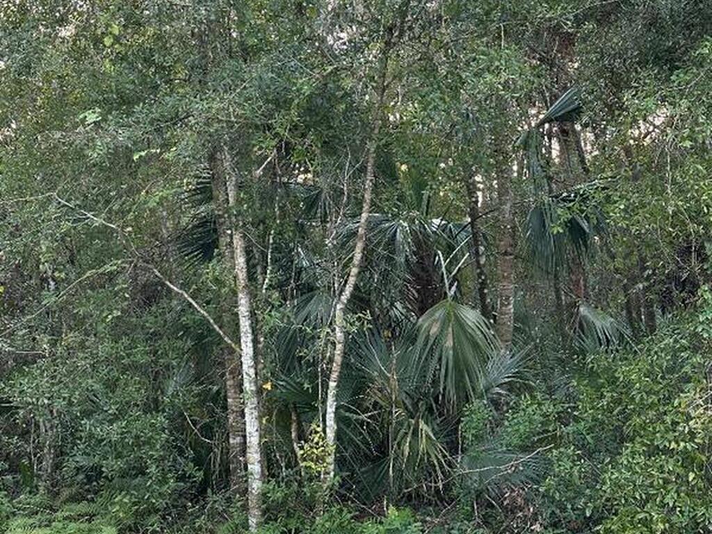 0000 Turpentine Road, Mims, FL 32754