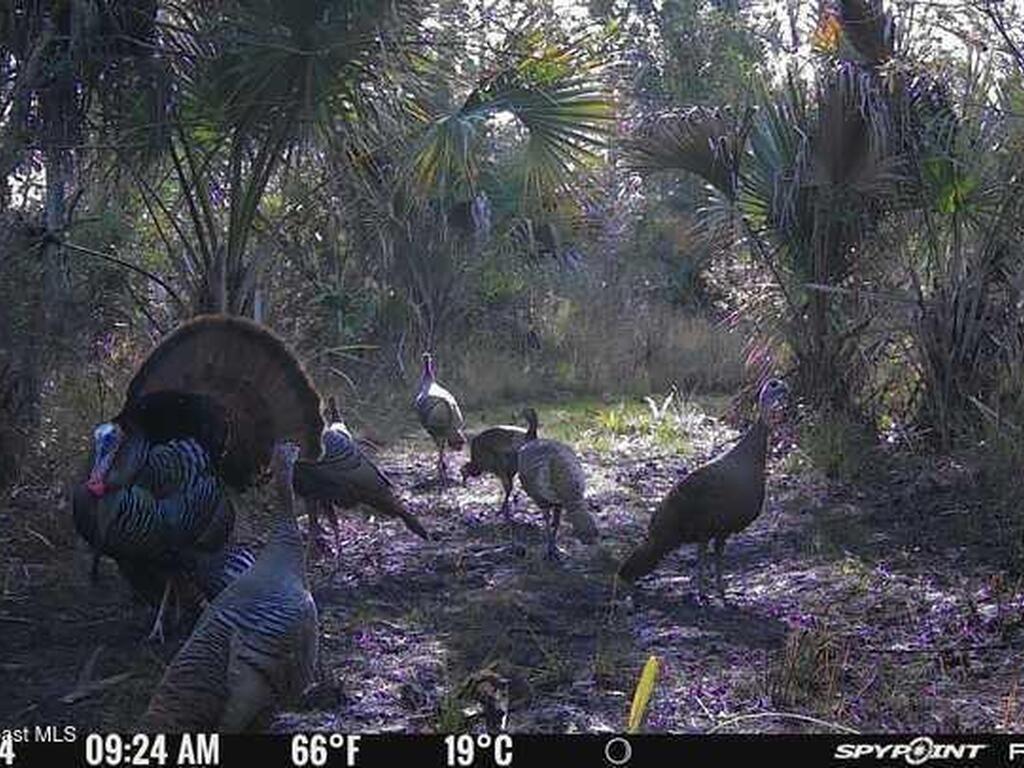 0000 Unknown, Mims, FL 32754