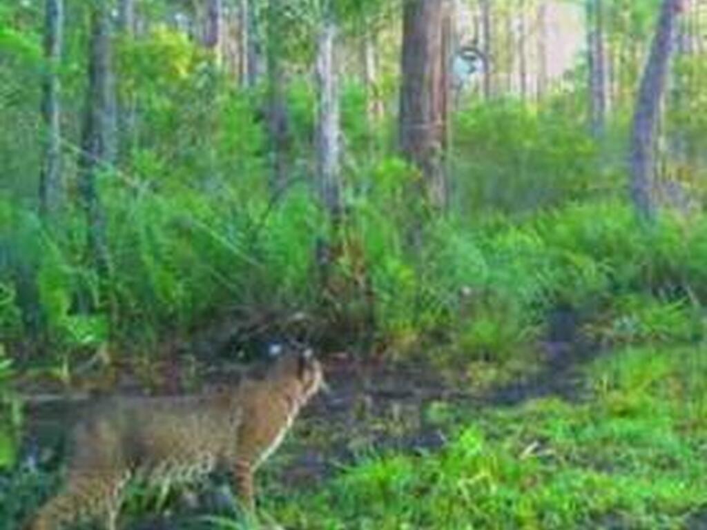 0000 Unknown, Mims, FL 32754