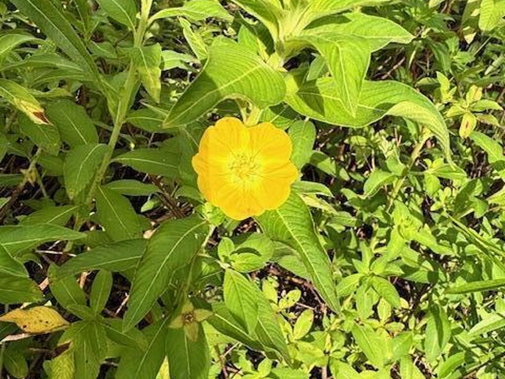 4235 Navel Street, Cocoa, FL 32926