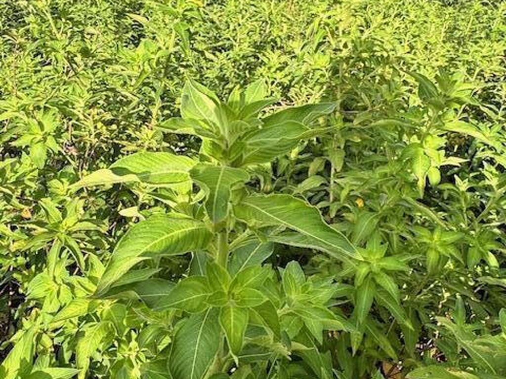 4235 Navel Street, Cocoa, FL 32926