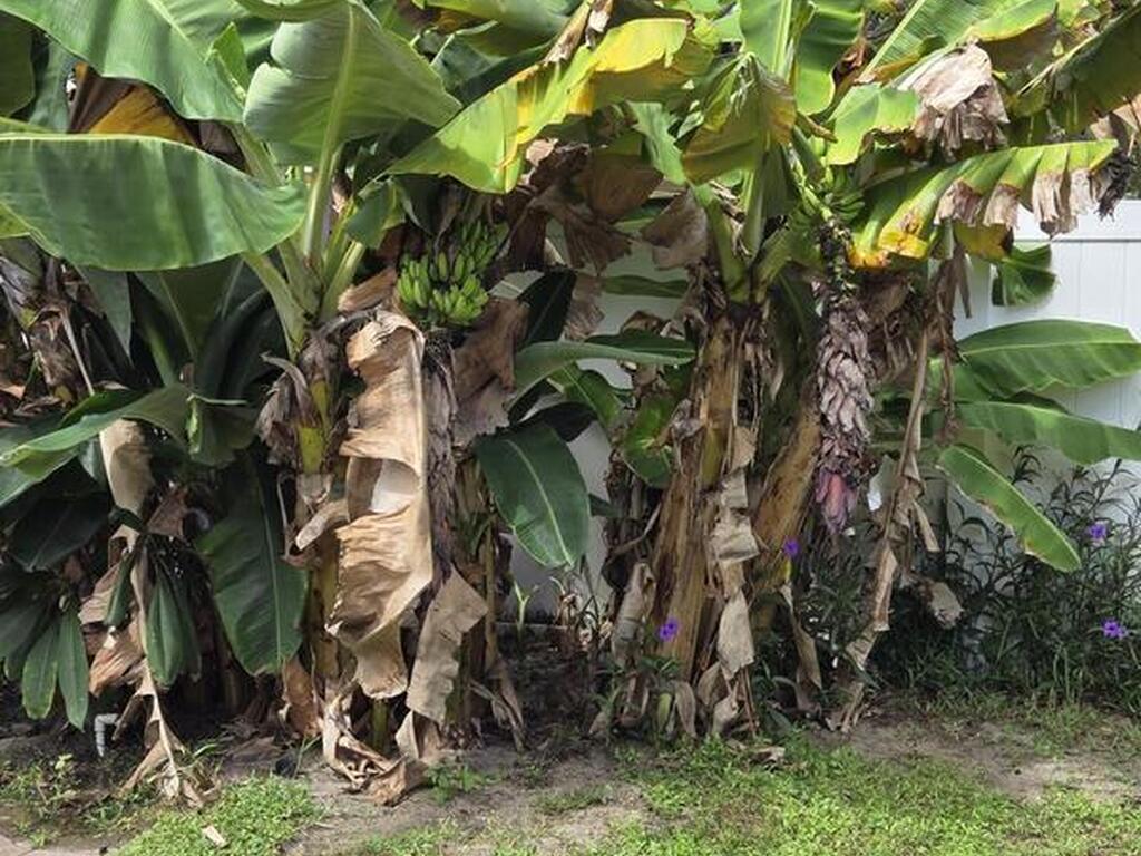 310 Glenwood Avenue, Satellite Beach, FL 32937