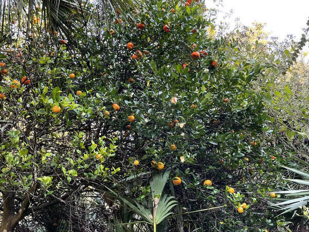 6555 S Tropical Trail, Merritt Island, FL 32952