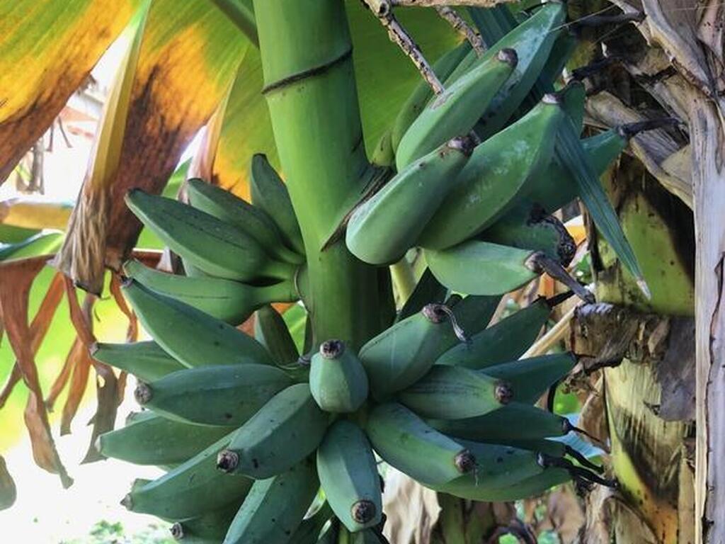 332 Nikomas Way, Melbourne Beach, FL 32951