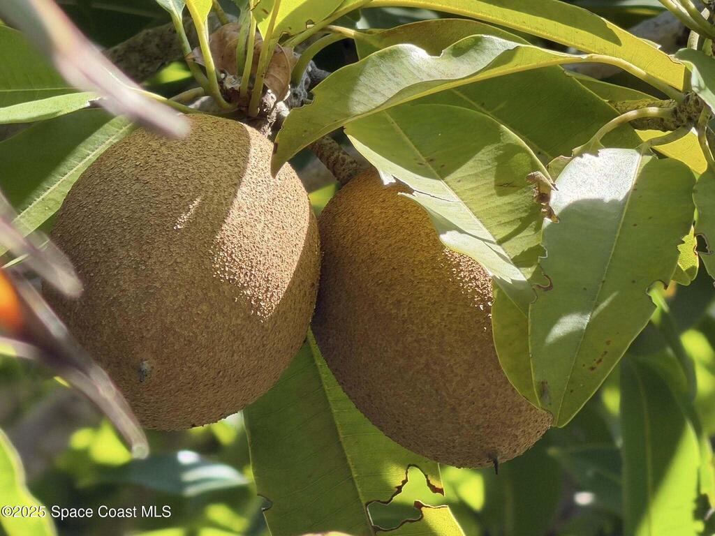 14 W Alma Drive, Melbourne, FL 32935