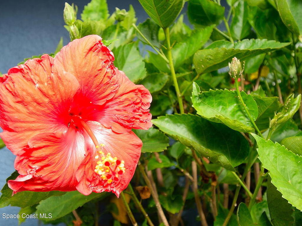 2445 Christine Drive, Titusville, FL 32796