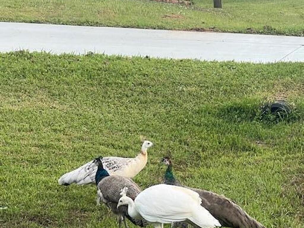 2350 Fallon Blvd Boulevard, Palm Bay, FL 32907