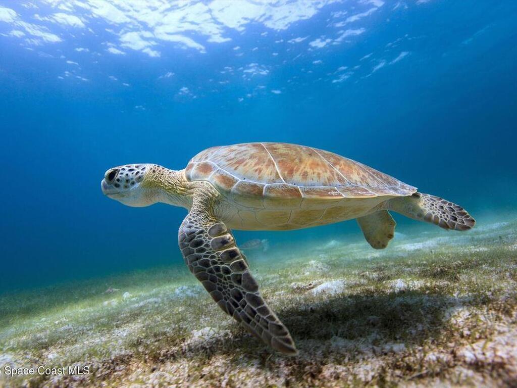 1948 Barkley Avenue, Melbourne, FL 32935