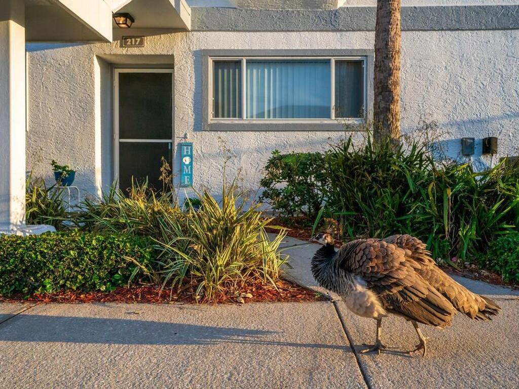 217 Ocean Park Lane Lane, Cape Canaveral, FL 32920