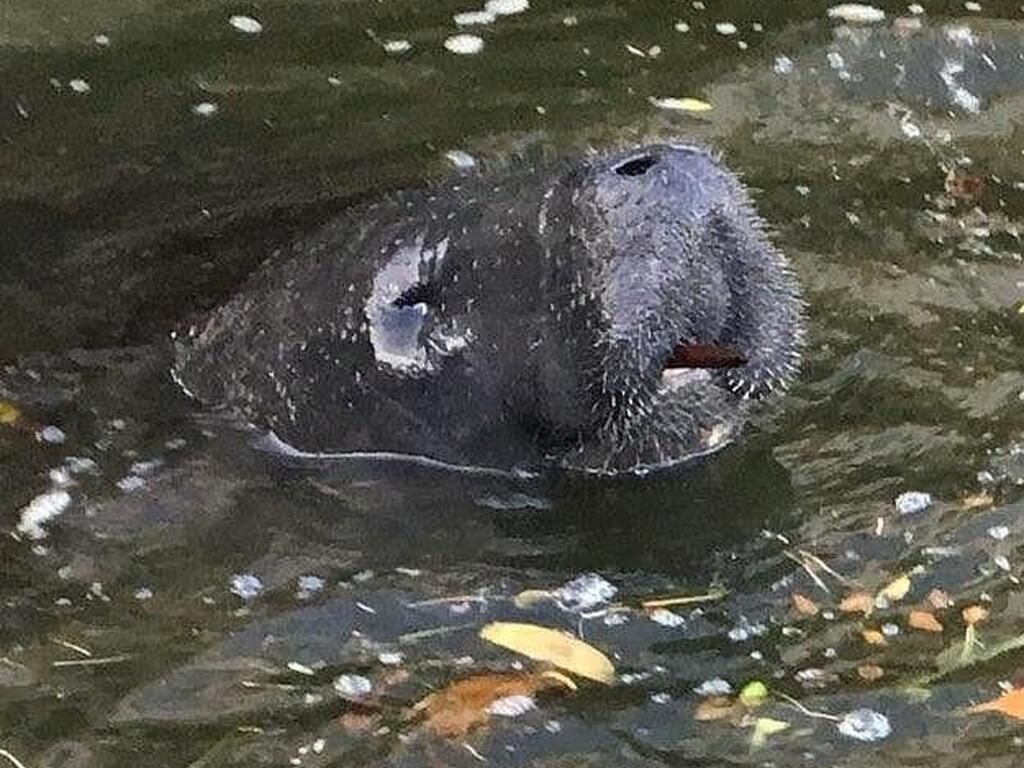 1710 Westport Road, Merritt Island, FL 32952