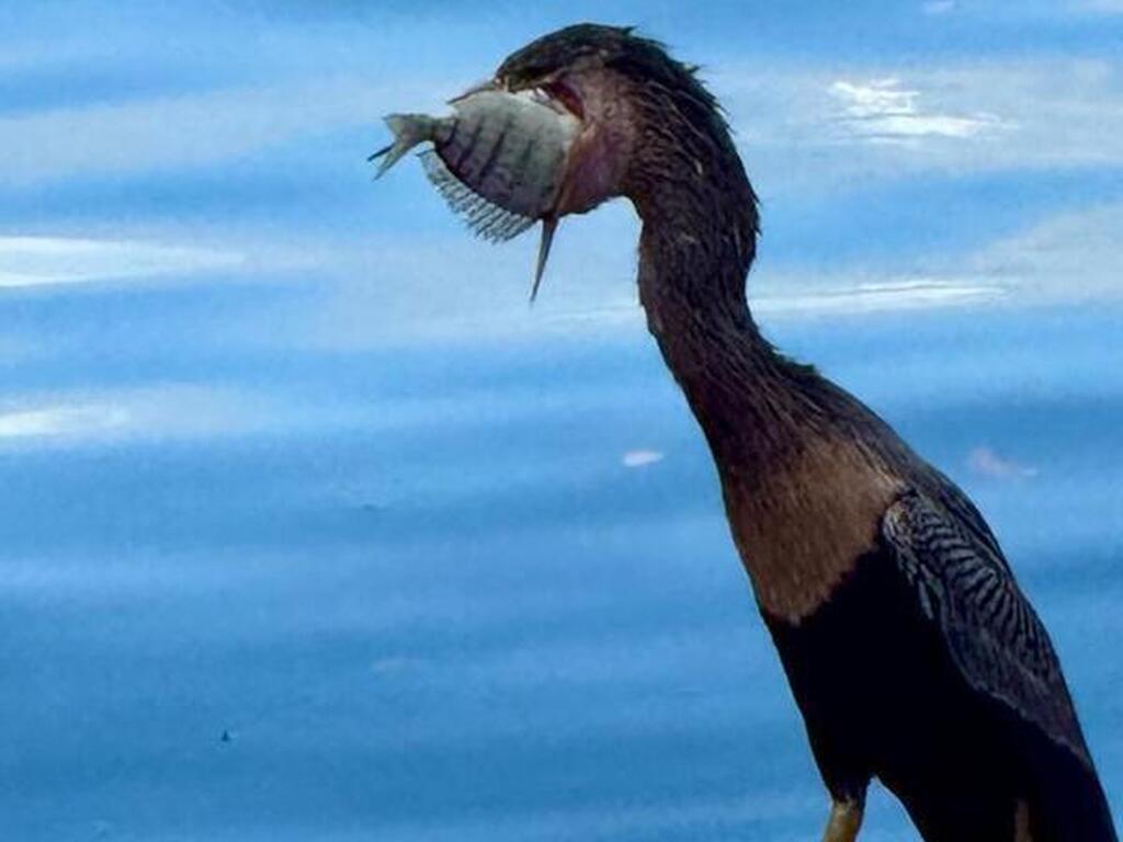 1710 Westport Road, Merritt Island, FL 32952