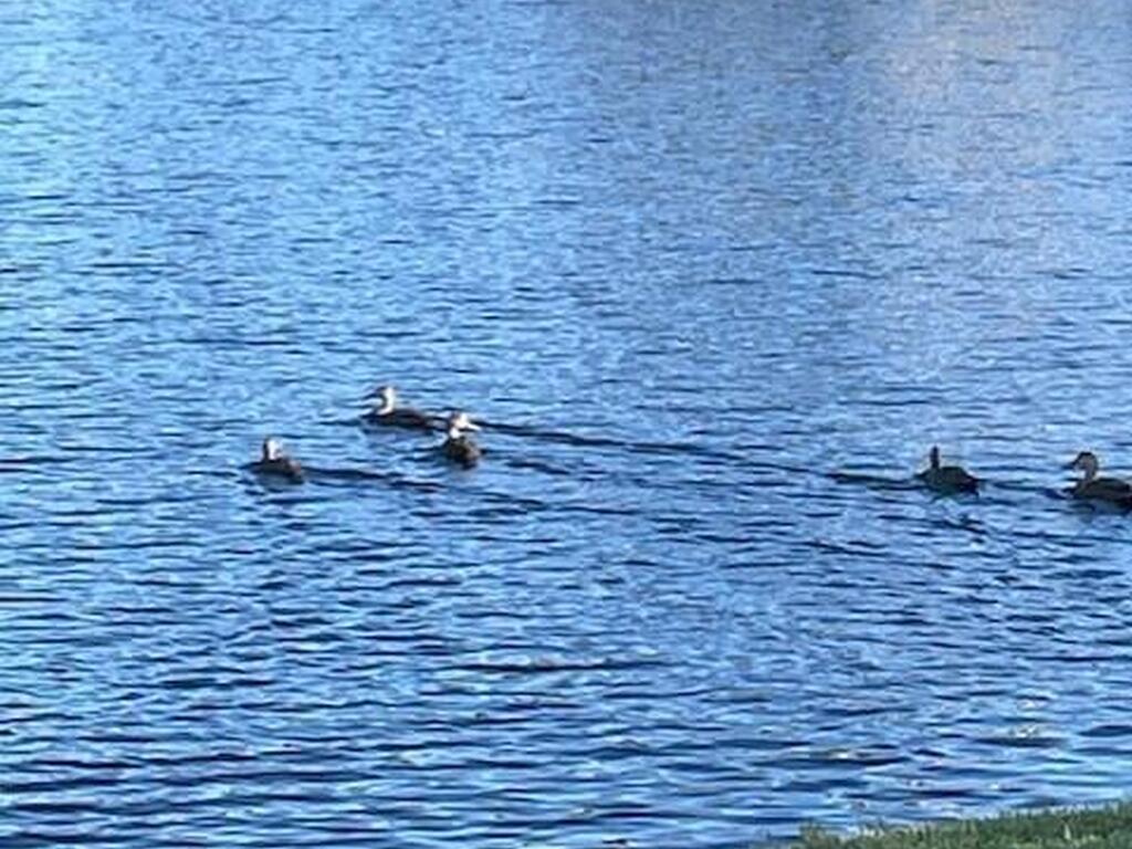 1280 Royal Fern Drive, Melbourne, FL 32940