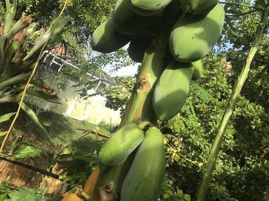 450 Hazel Street, Sebastian, FL 32958