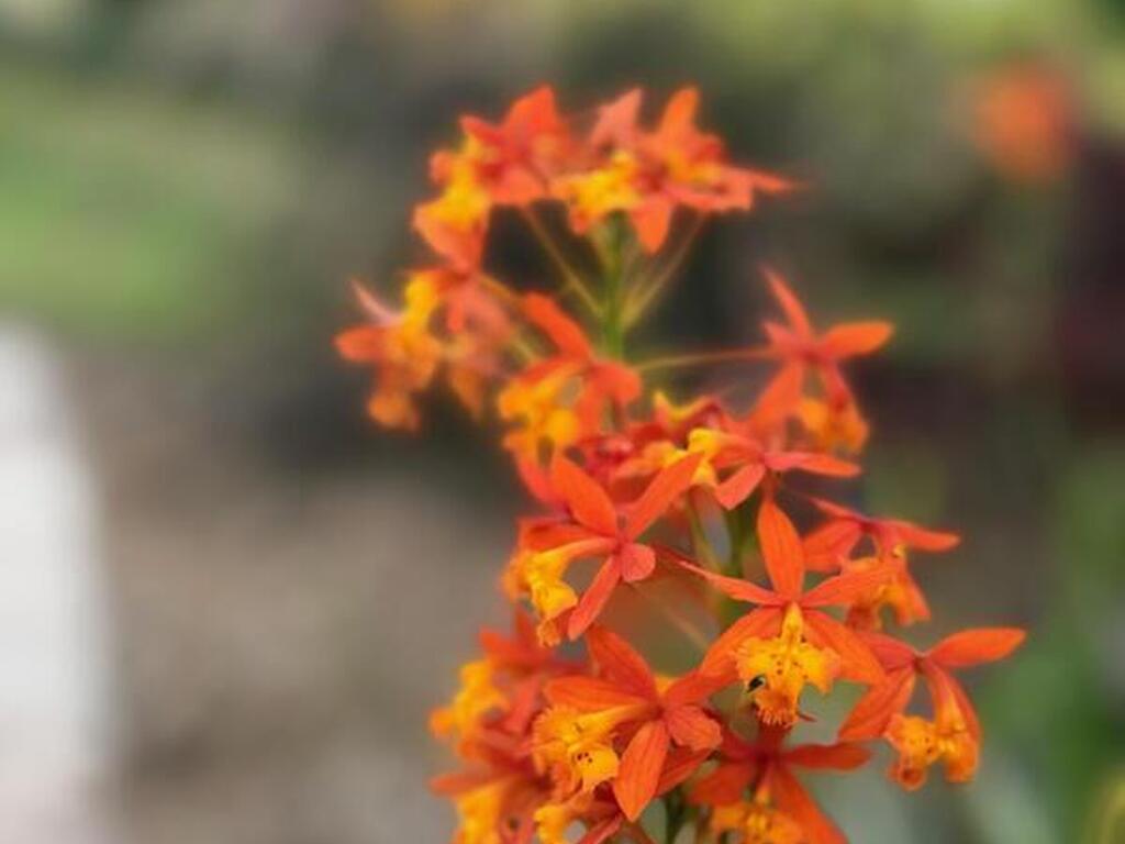 4618 Katy Drive, New Smyrna Beach, FL 32169