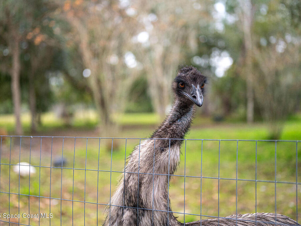 5000 Gandy Road, Mims, FL 32754