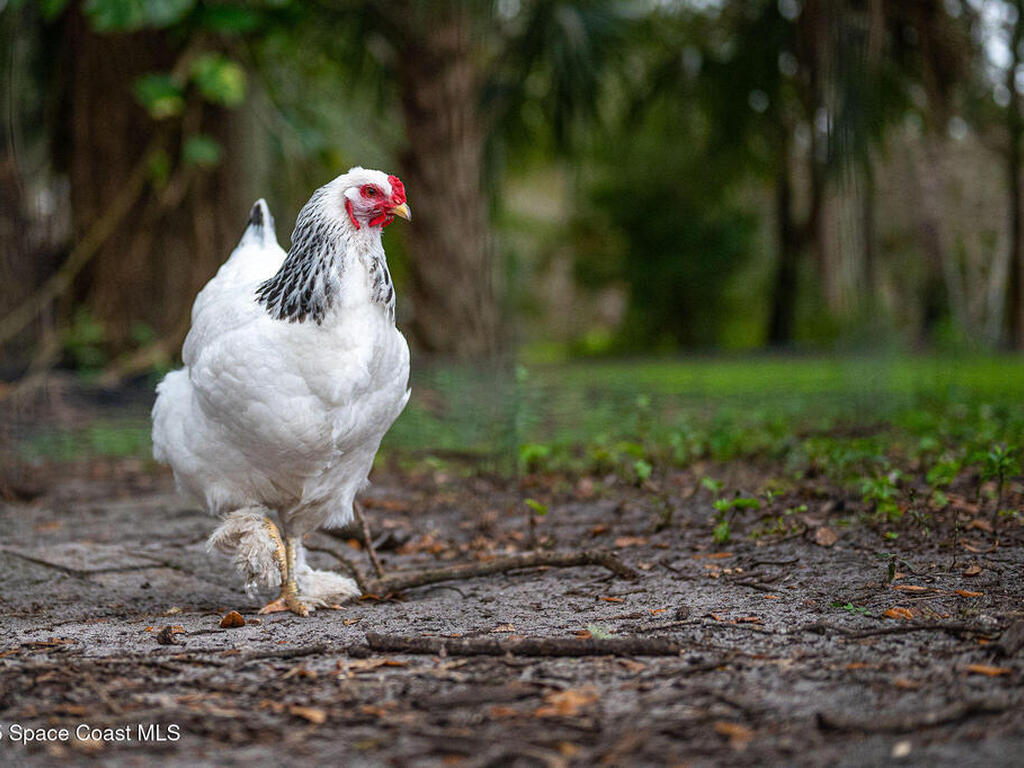 5000 Gandy Road, Mims, FL 32754