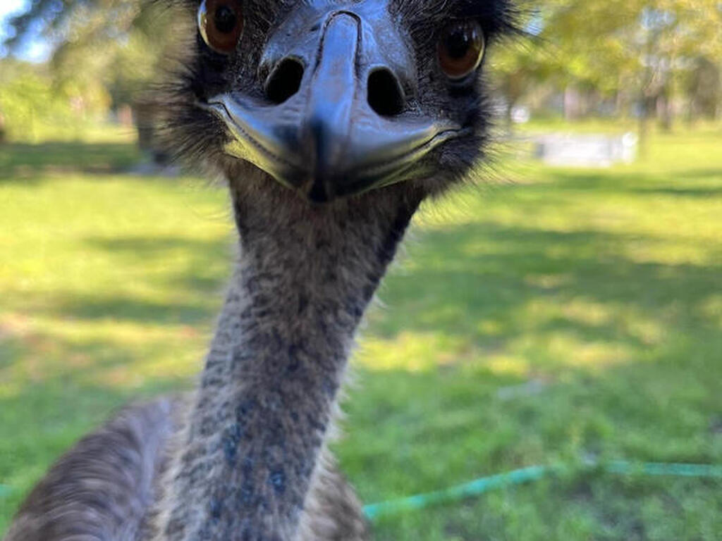 5000 Gandy Road, Mims, FL 32754