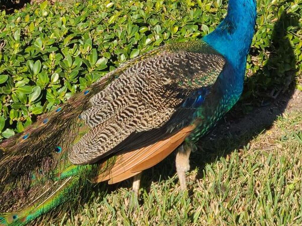 652 Seaport Boulevard, Cape Canaveral, FL 32920