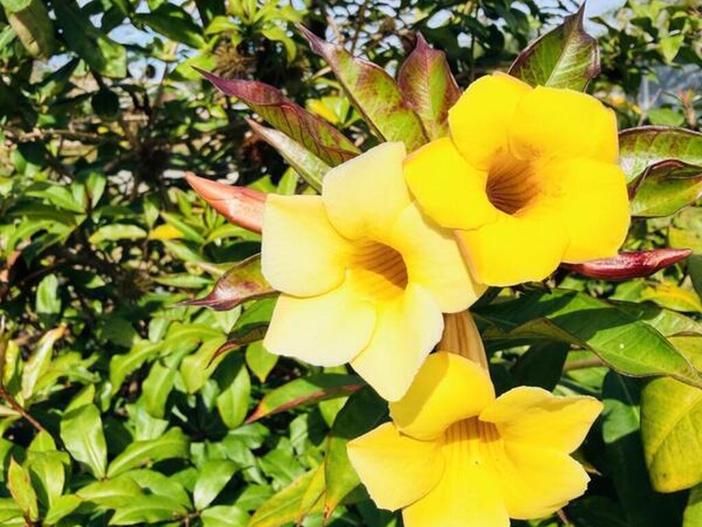 3925 Newport Street, Cocoa, FL 32927