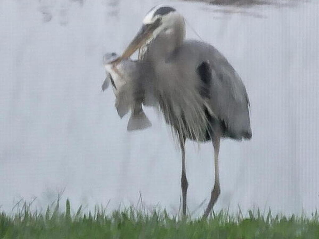 12127 SW Jasper Lake Way, Port St. Lucie, FL 34987