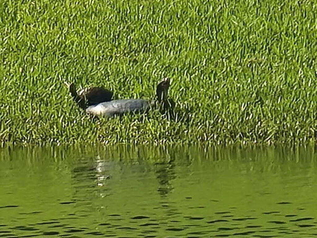 12127 SW Jasper Lake Way, Port St. Lucie, FL 34987