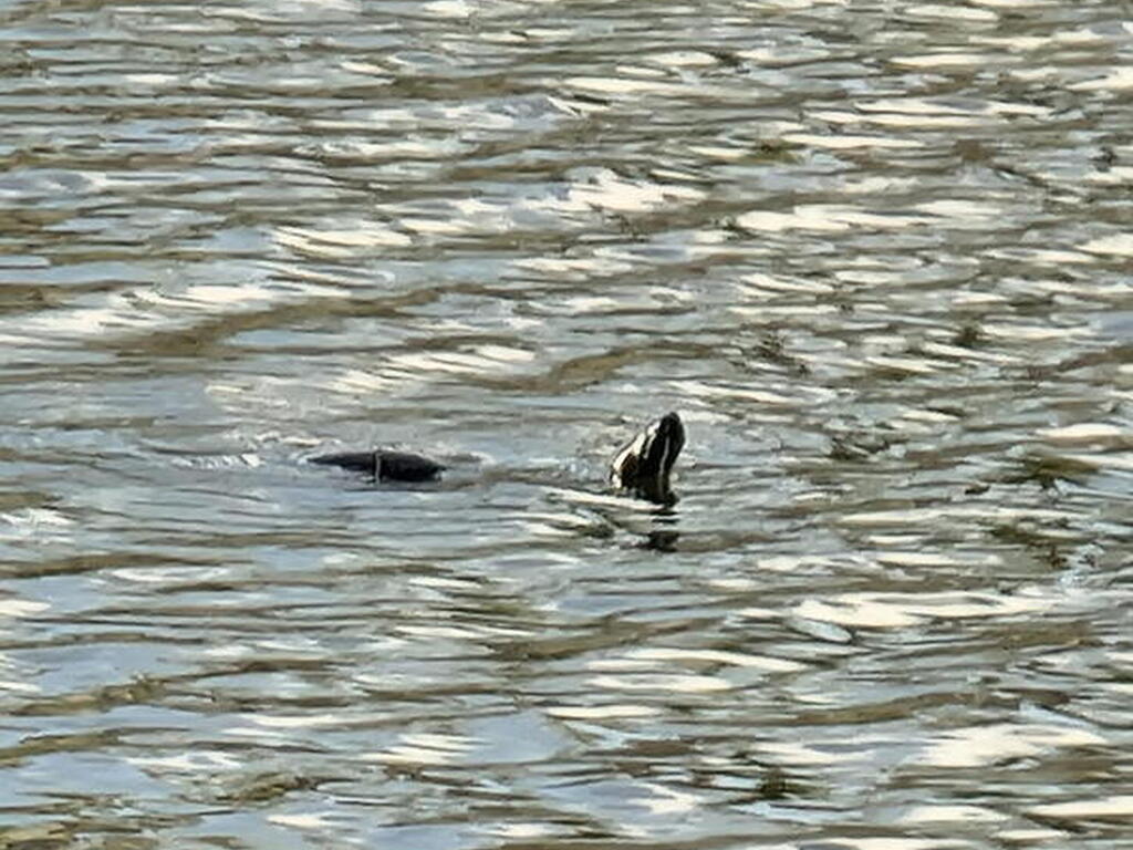 12127 SW Jasper Lake Way, Port St. Lucie, FL 34987