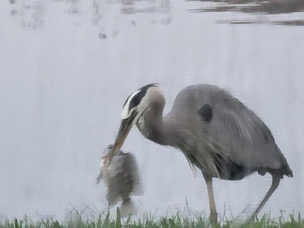 12127 SW Jasper Lake Way, Port St. Lucie, FL 34987