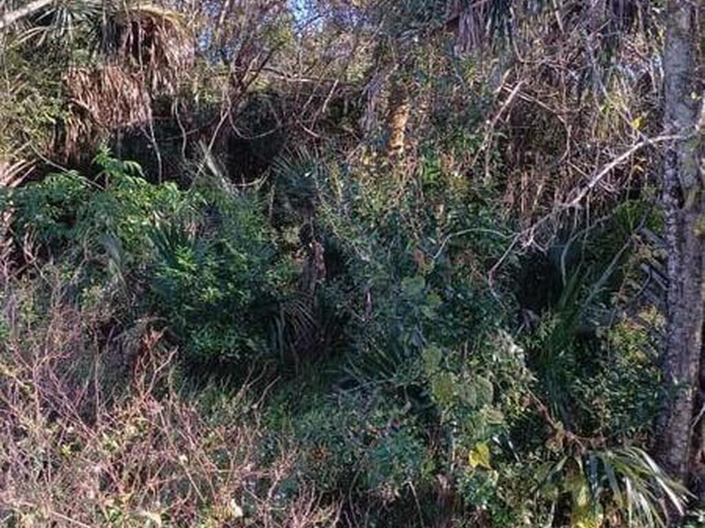 Avenue O, Ormond Beach, FL 32174