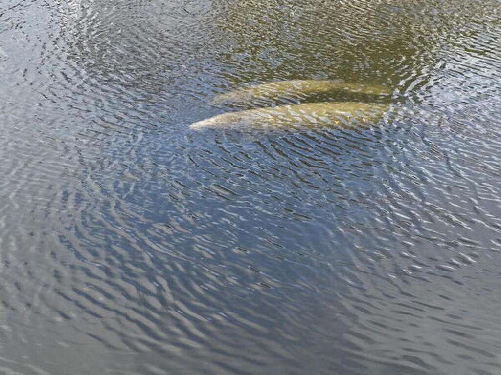 2245 Chevalier Place, Merritt Island, FL 32952