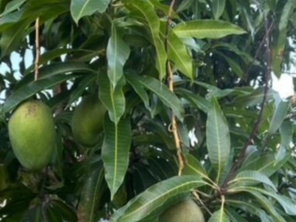 3403 Cloudberry Place, Melbourne, FL 32940