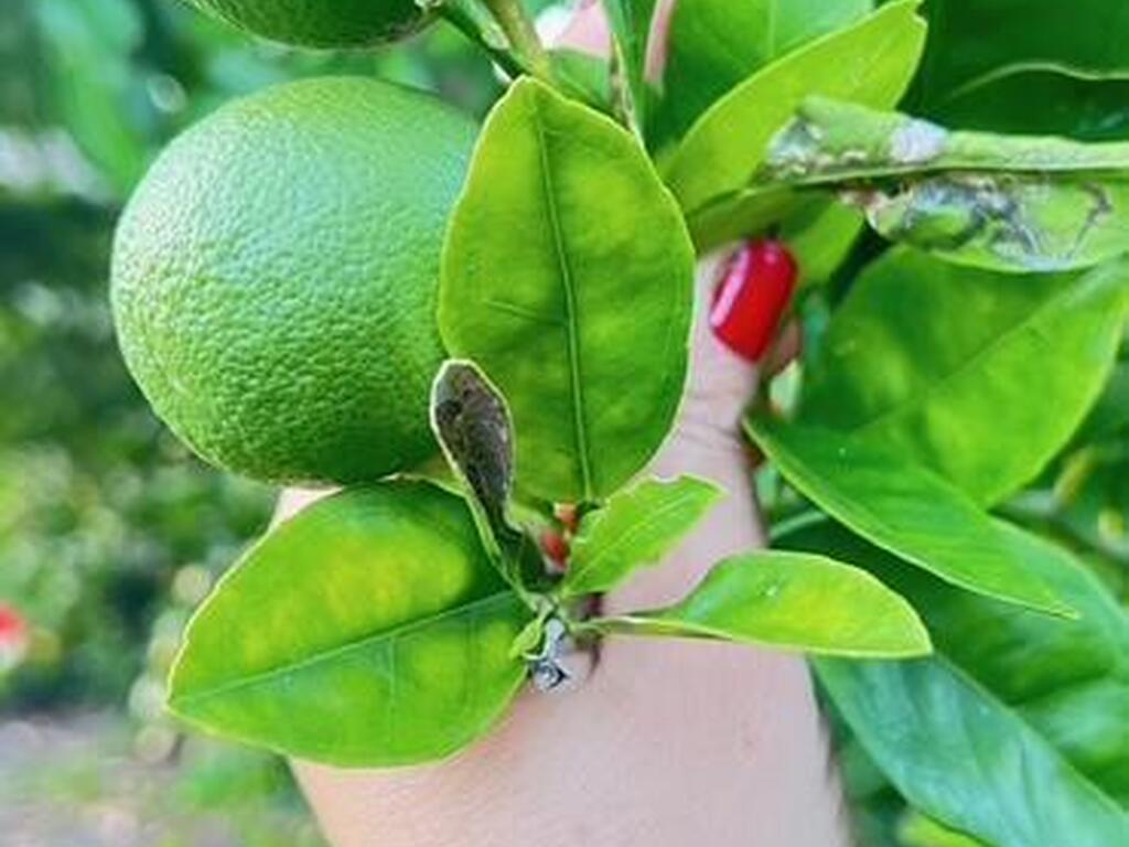 3403 Cloudberry Place, Melbourne, FL 32940