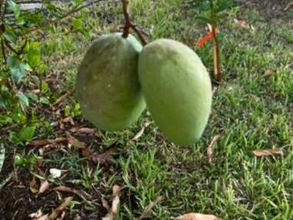 3403 Cloudberry Place, Melbourne, FL 32940