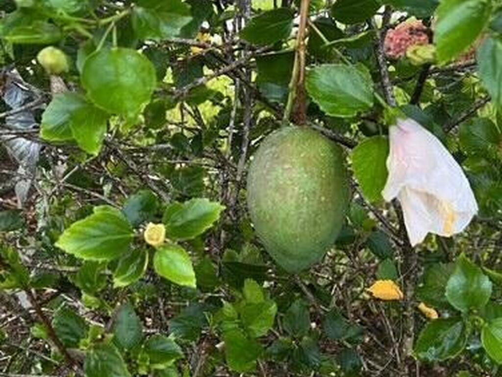 3403 Cloudberry Place, Melbourne, FL 32940