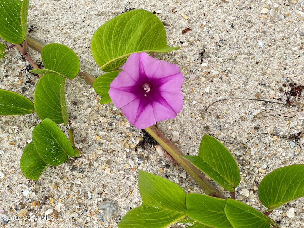2700 N Highway A1a, Indialantic, FL 32903
